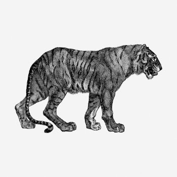 Tiger hand drawn illustration. Free | Free Photo - rawpixel