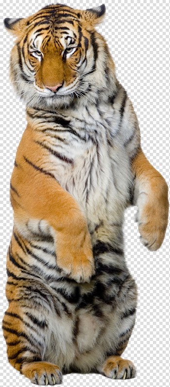 Tiger illustration, Siberian Tiger Sumatran tiger Bengal tiger White tiger Illustration, tiger transparent background PNG clipart