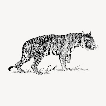 Tiger illustration, vintage animal vector. | Free Vector Illustration - rawpixel
