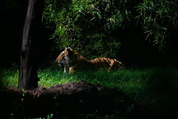 Tiger in Forest