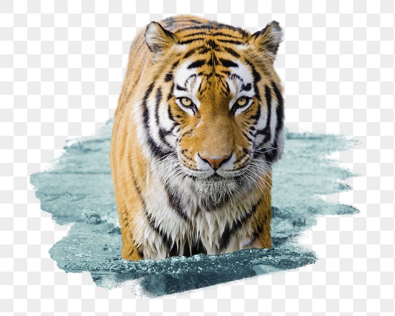 Tiger in water png sticker, | Free PNG - rawpixel