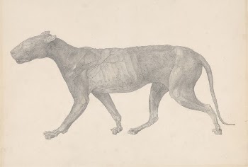 Tiger, Lateral View, with Skin | Free Photo - rawpixel