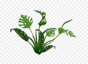 Tiger, Leaf, Desktop Wallpaper, Plant, Flower PNG