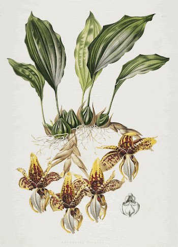 Tiger-Like Stanhopea (Tiger Orchid). Original | Free Photo - rawpixel