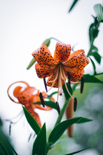 Tiger lillies