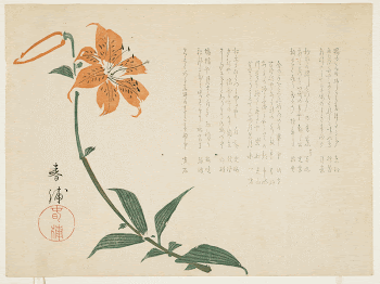Tiger lily (ca. 1861&ndash;1864) print | Free Photo - rawpixel