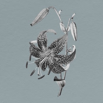 Tiger Lily clipart, flower illustration | Free Photo - rawpixel