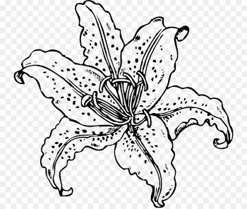 Tiger lily Coloring book Golden-rayed lily Drawing - tiger 