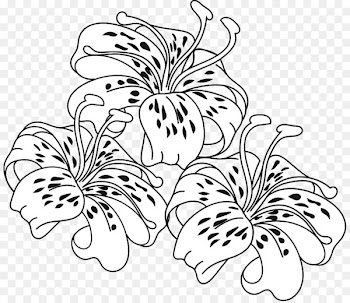 Tiger lily Easter lily Coloring book Flower - Tiger Lily Cliparts 
