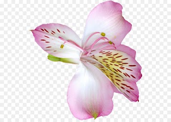 Tiger lily Easter lily Flower Clip art - Accessories Jewelry Picture icon 