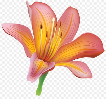 Tiger lily Easter lily Lilium bulbiferum Flower Clip art - A lily 