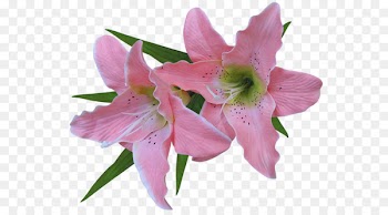 Tiger lily Flower Arum-lily Easter lily Clip art - Golden Lily 