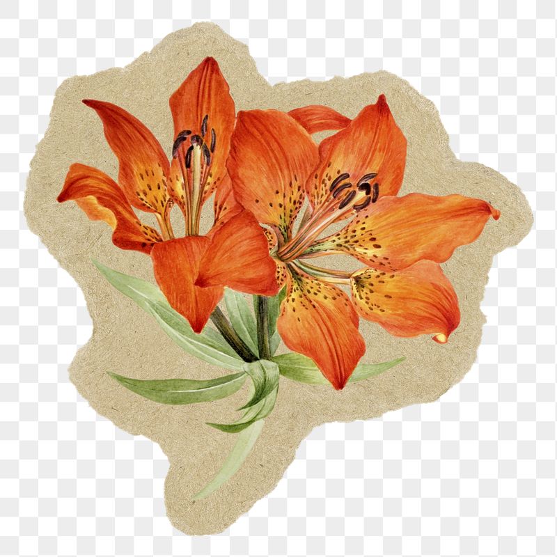 Tiger lily flower png sticker, | Free PNG - rawpixel
