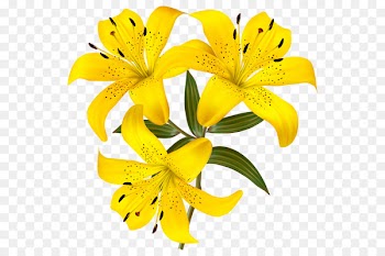 Tiger lily Flower Yellow Clip art - flower 