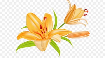 Tiger lily Lilium bulbiferum Easter lily Clip art - Microsoft Cliparts Tigers 