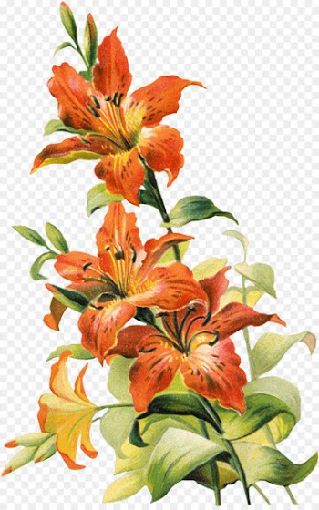 Tiger lily Lilium bulbiferum Flower Easter lily - callalily 