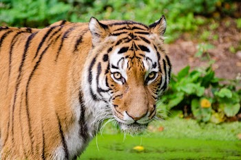 Tiger Looking at Camera