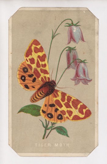 Tiger Moth card from the Butterflies | Free Photo - rawpixel