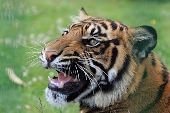 Tiger on Green Grass Field