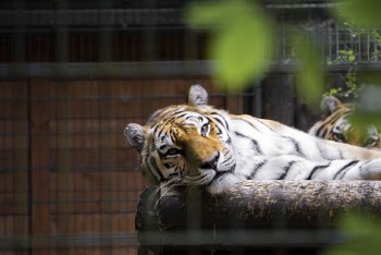 Tiger Photography