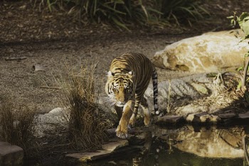 Tiger Photography