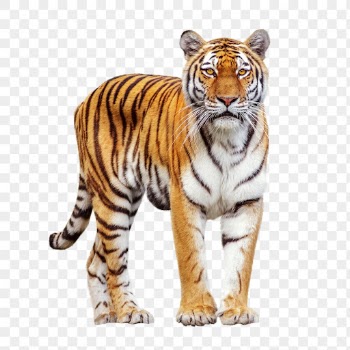 Tiger png, animal, transparent background | Free PNG - rawpixel