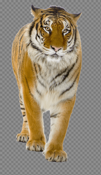 Tiger Png Image Download Tigers