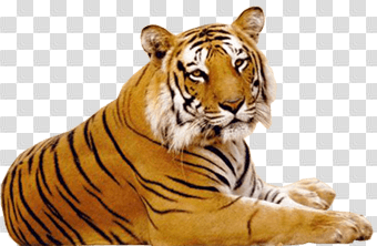 Tiger PNG images