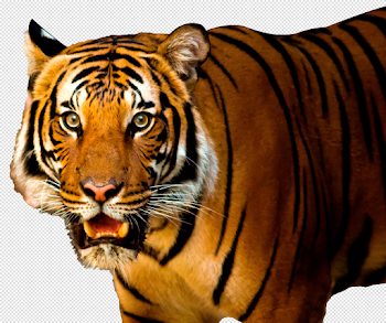 Tiger PNG images