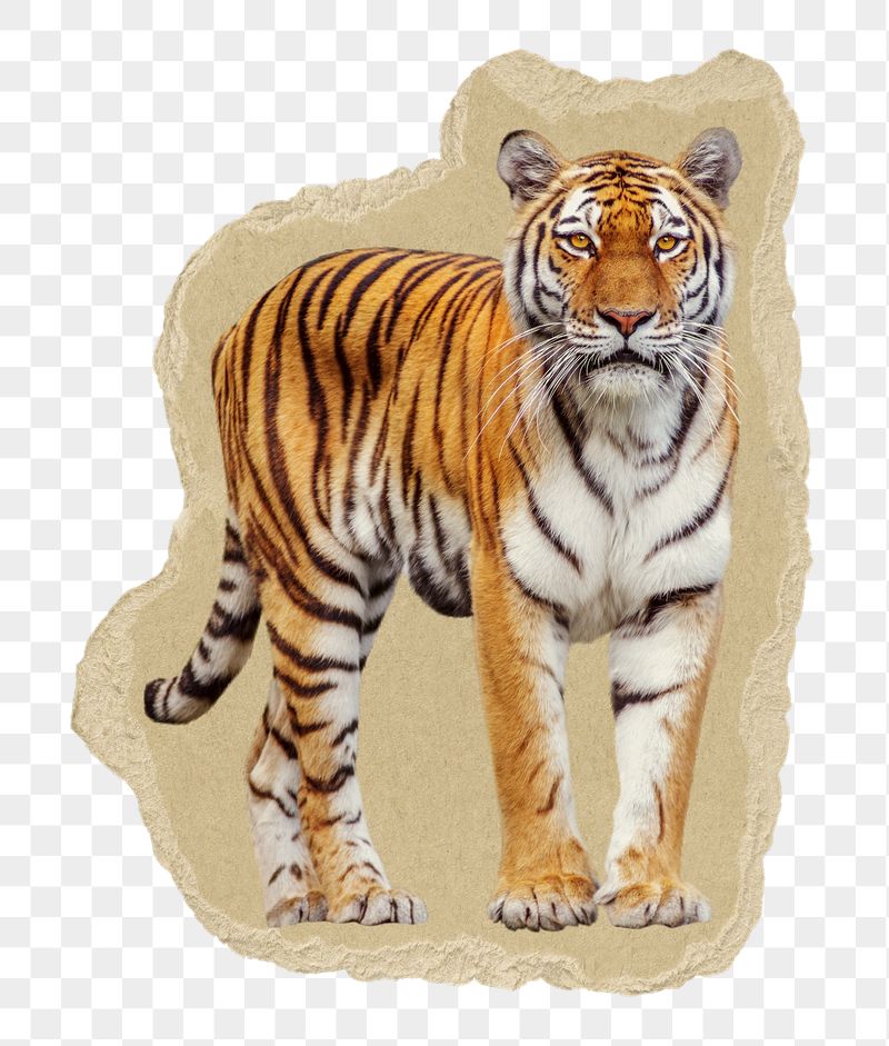 Tiger png sticker, ripped paper | Free PNG - rawpixel