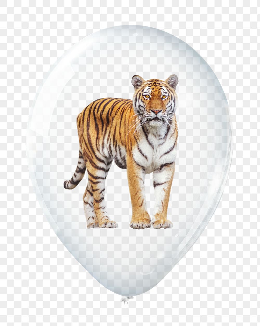Tiger png sticker, wild animal | Free PNG - rawpixel