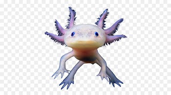 Tiger salamander Axolotl Animal Pet - creatures 