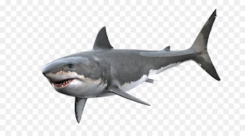 Tiger shark Great white shark Clip art - shark 