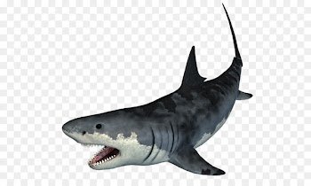 Tiger shark Portable Network Graphics Adobe Photoshop Cartilaginous fishes - shark 