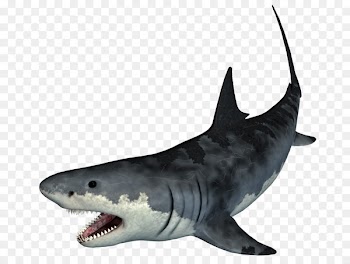 Tiger shark - shark 