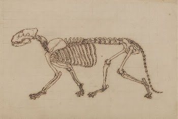 Tiger Skeleton, Lateral View by George | Free Photo - rawpixel
