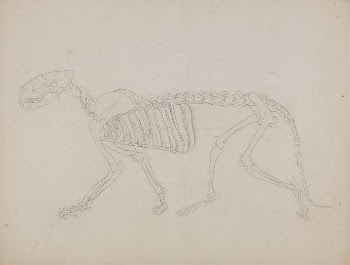 Tiger Skeleton, Lateral View by George | Free Photo - rawpixel
