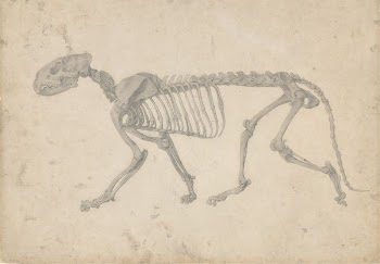 Tiger Skeleton, Lateral View (Finished | Free Photo - rawpixel