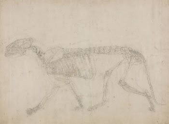 Tiger Skeleton, Lateral View (Probably | Free Photo - rawpixel