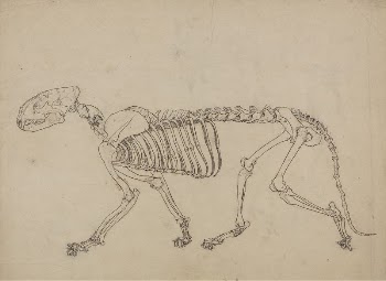 Tiger Skeleton, Lateral View (Study | Free Photo - rawpixel