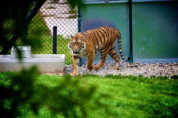          Tiger Stare Free Photo     