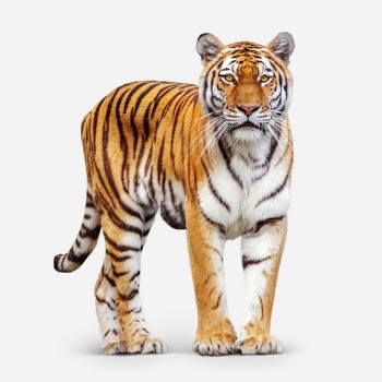 Tiger sticker, animal design psd | Free PSD - rawpixel