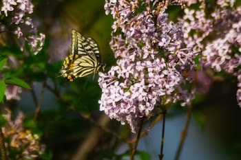 Tiger Swallowtail Butterfly Perched on Pink Petaled Flower at Daytime