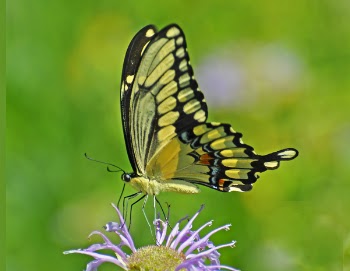 Tiger Swallowtail.jpg