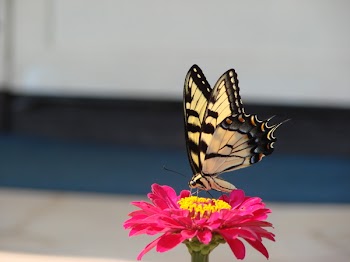 tiger_swallowtail3.JPG