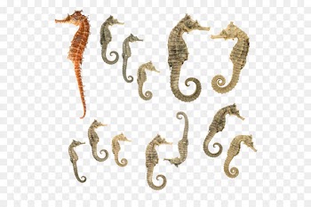 Tiger tail seahorse Download - Seahorse PNG 