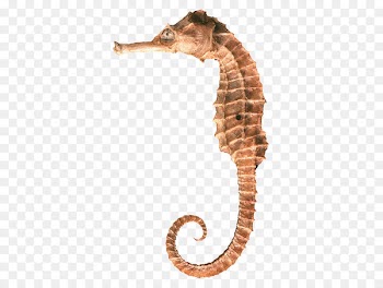 Tiger tail seahorse Monterey Bay Aquarium Hippocampus - Seahorse 