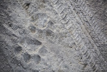 Tiger tracks next to car | Free Photo - rawpixel