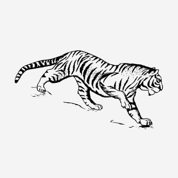Tiger, vintage animal illustration. Free | Free Photo Illustration - rawpixel