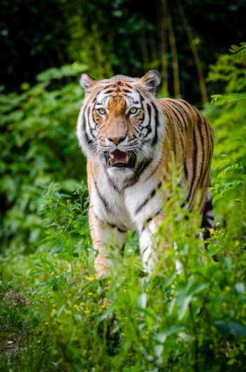 Tiger Walking on Green Plants During Daytime